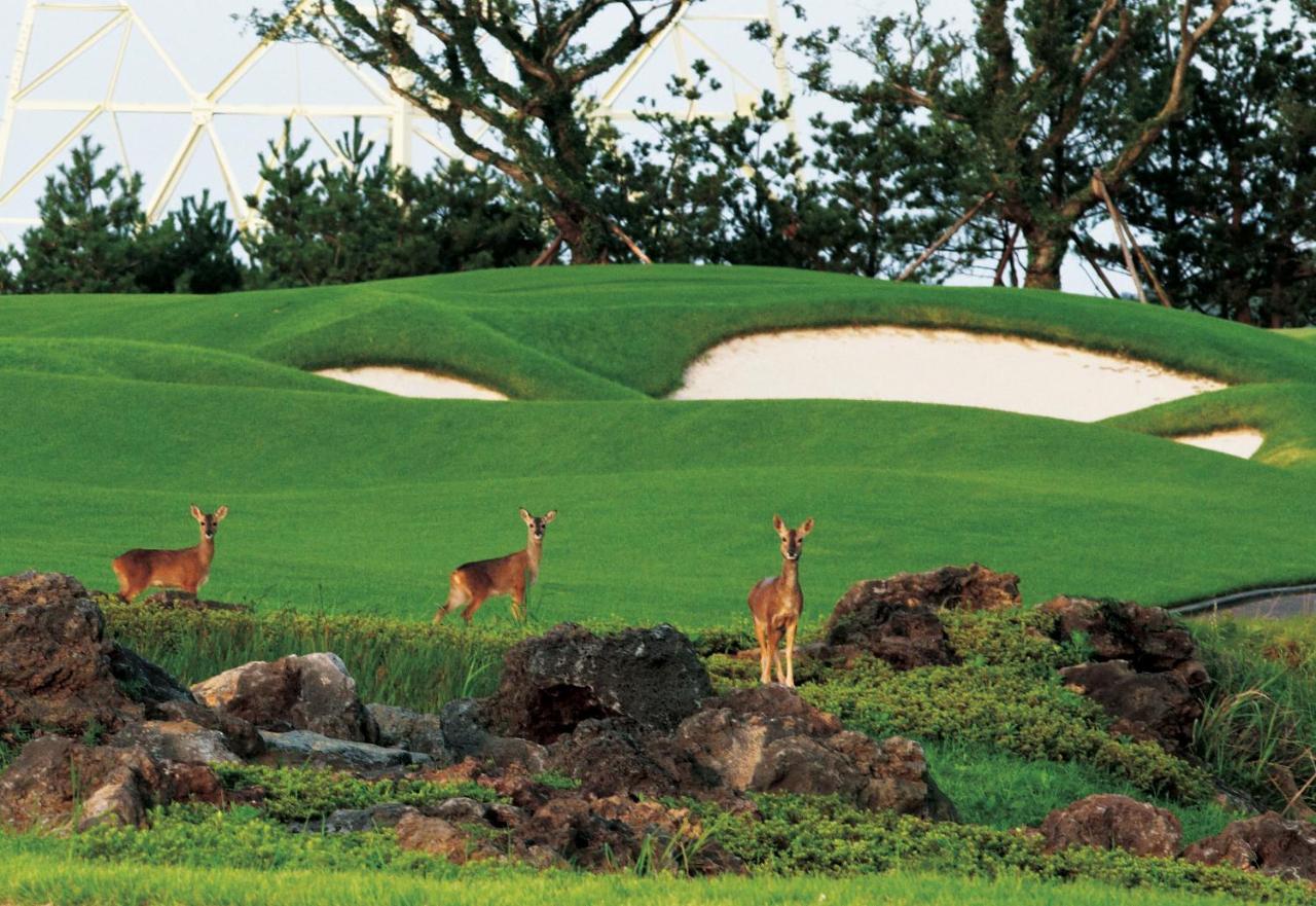 Ardenhill Resort & Golf 済州市 エクステリア 写真